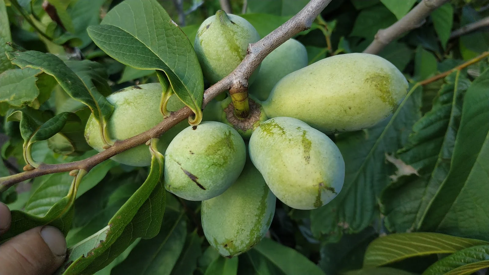 Trsy plodů muďoulu (Asimina triloba / Pawpaw)