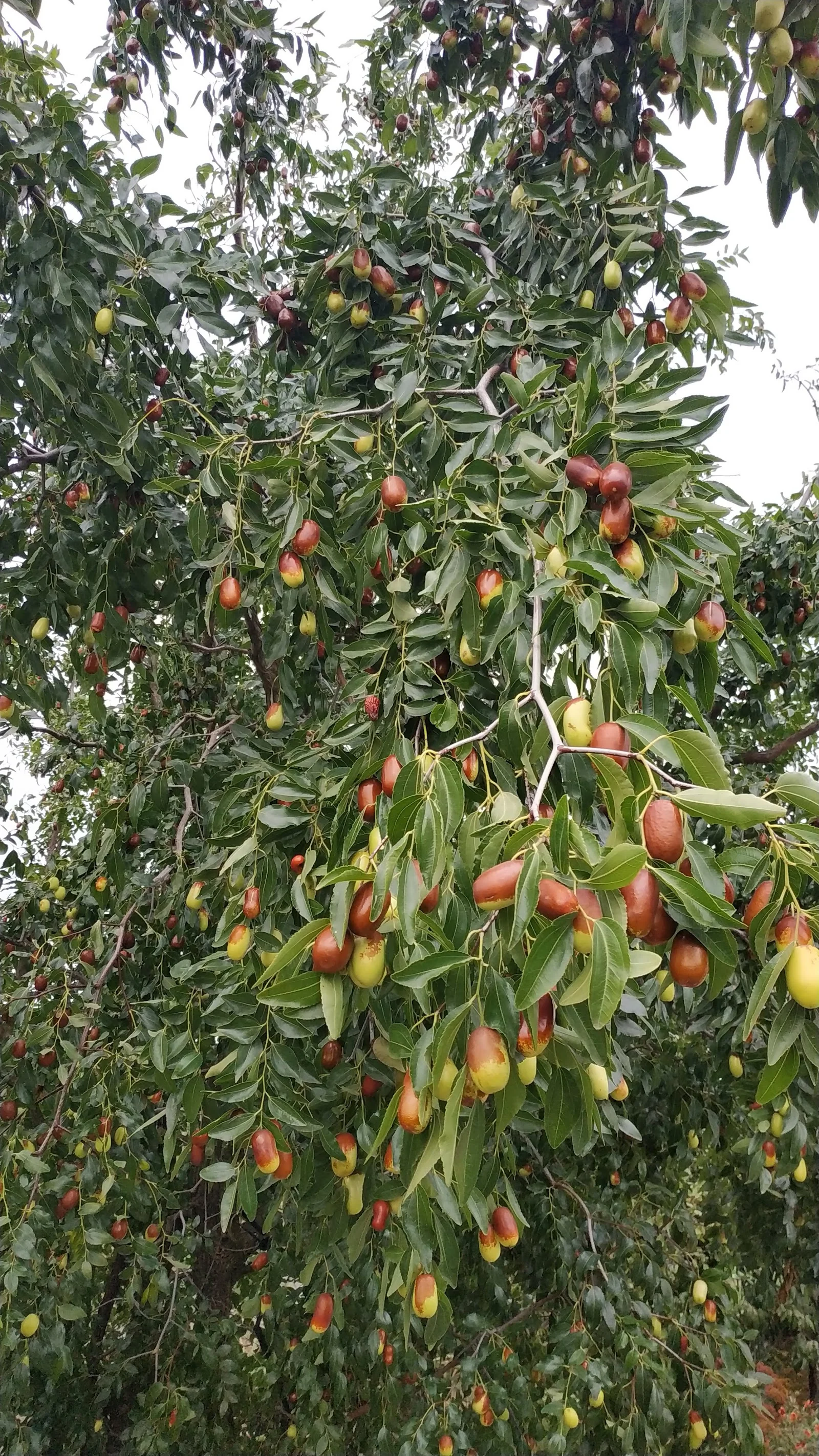 Bohatě plodící cicimek čínský (Jujuba / Čínská datle)
