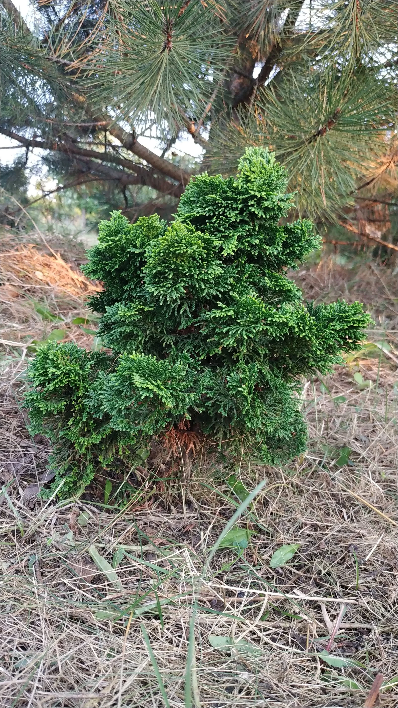 Zakrslý cypřišek (Nana Gracilis)