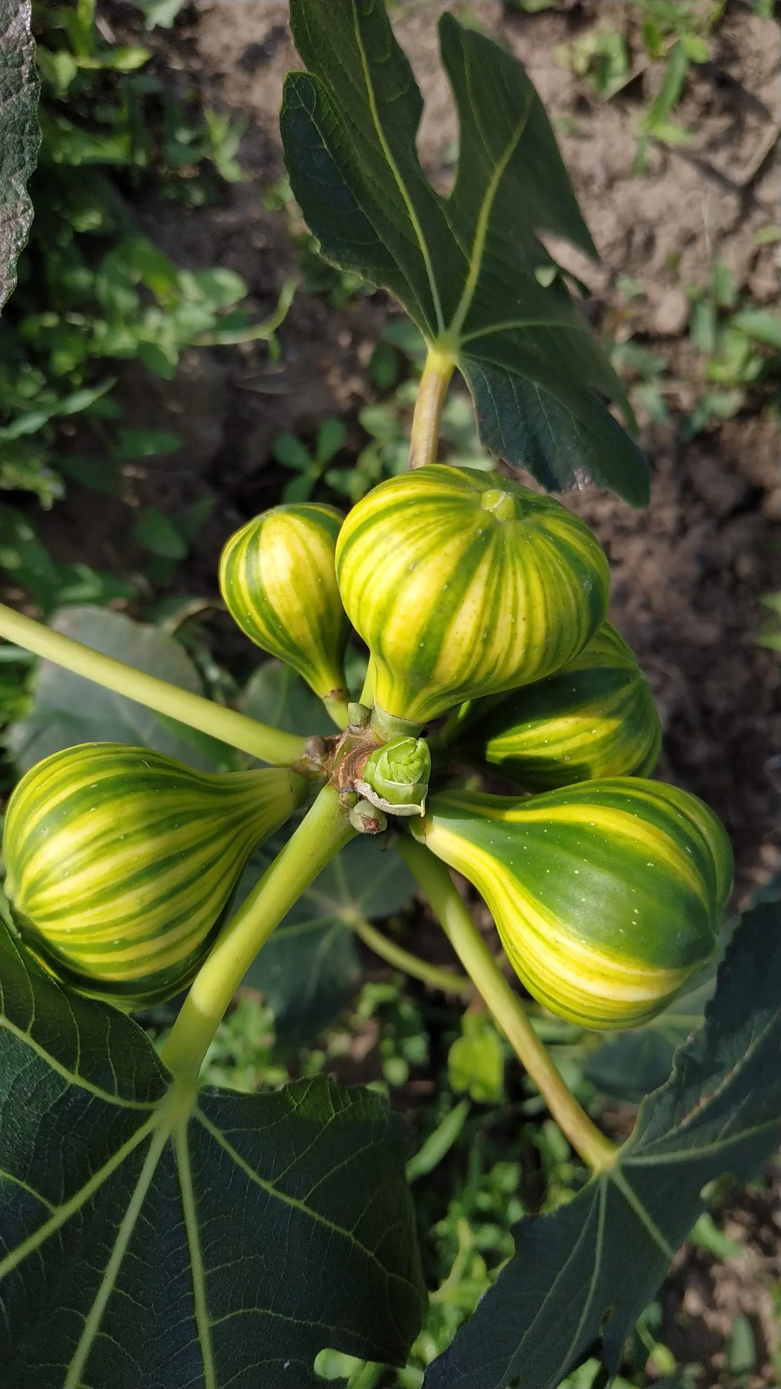 Pruhovaný fíkovník 'Panachee' (Tiger Fig)