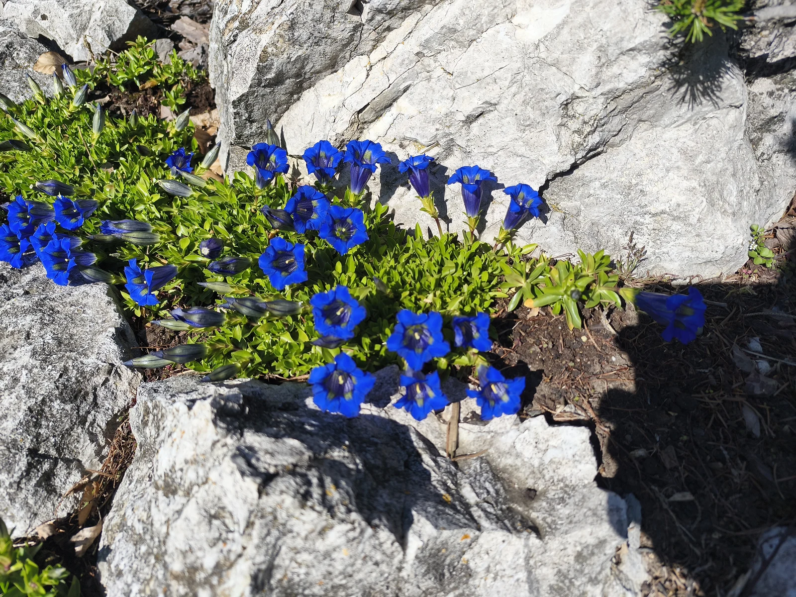 Azurový hořec (Gentiana) ve vápencové skalce