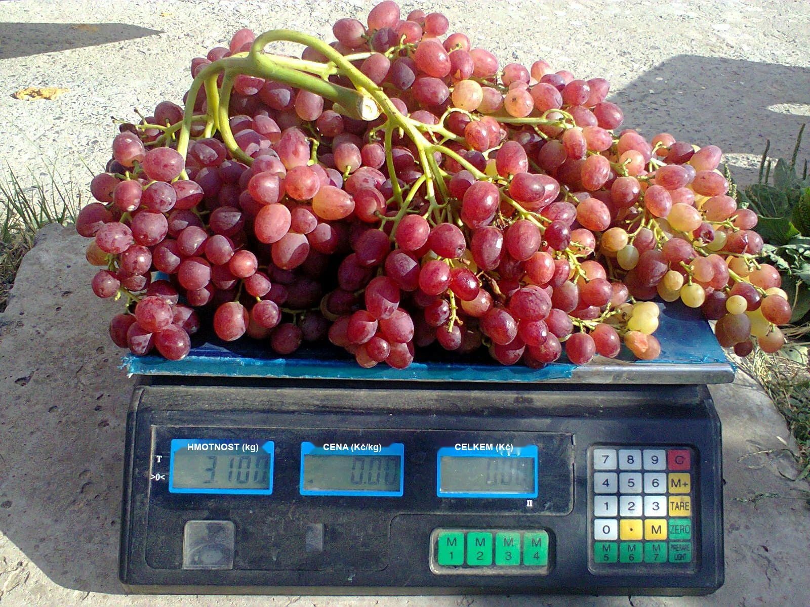 Stolní vinná réva – rekordní hrozen (3,1 kg)