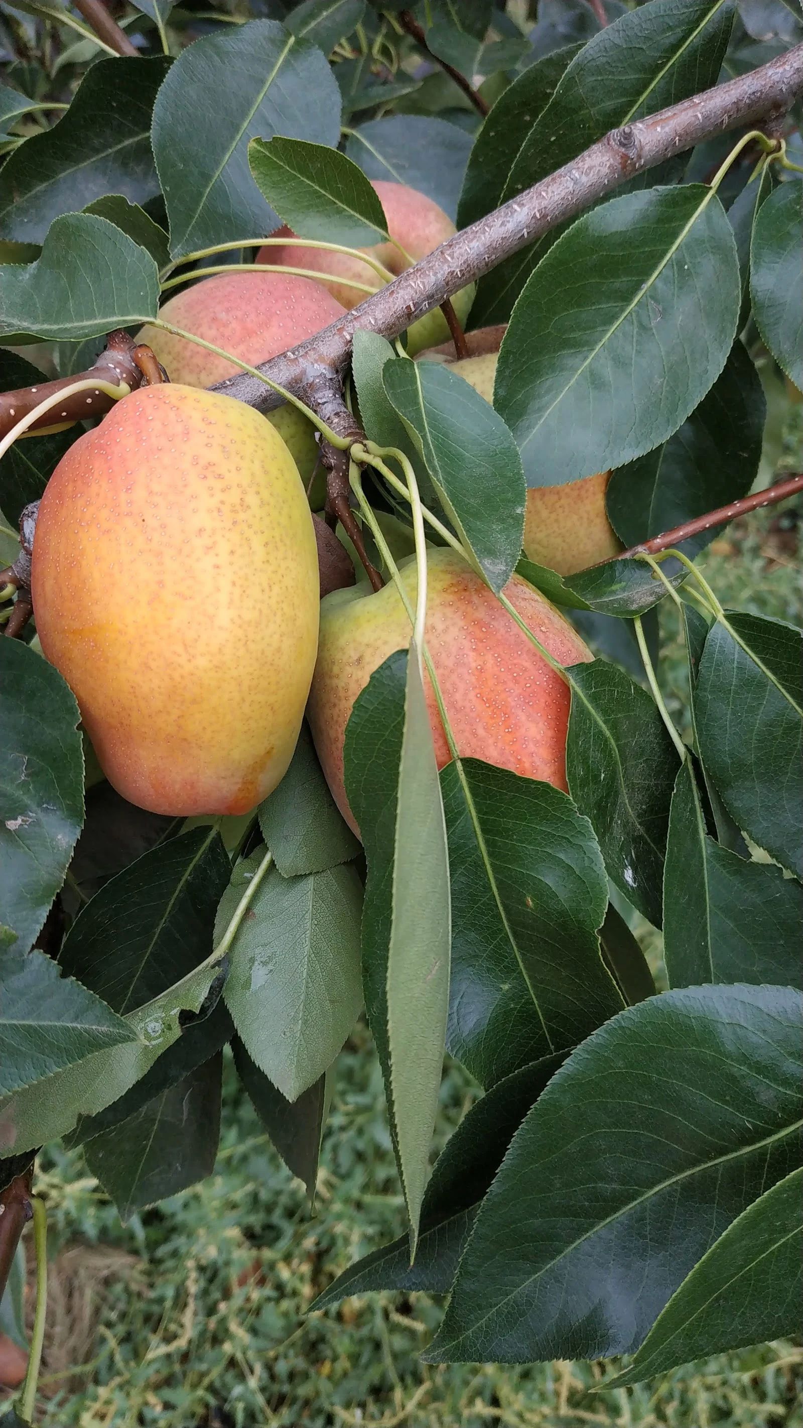 Asijské hrušně (Nashi)