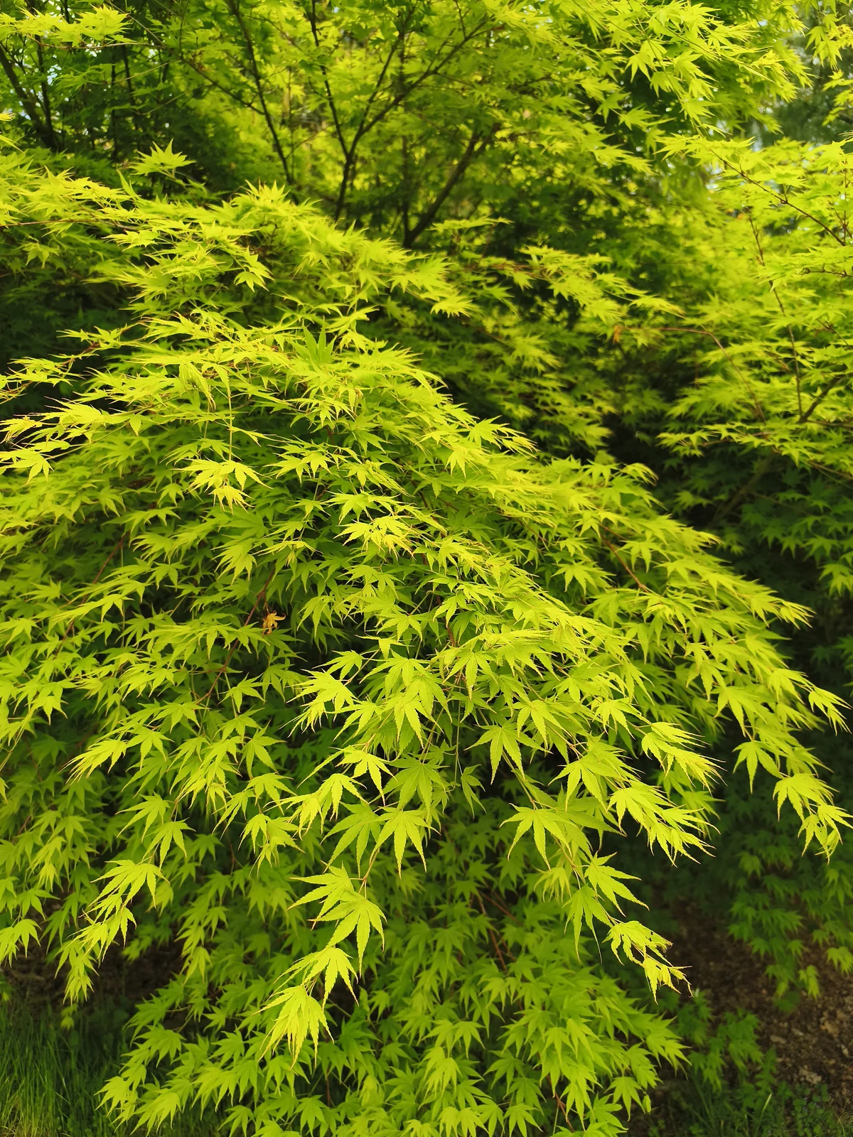 Japonský javor dlanitolistý (Acer palmatum)