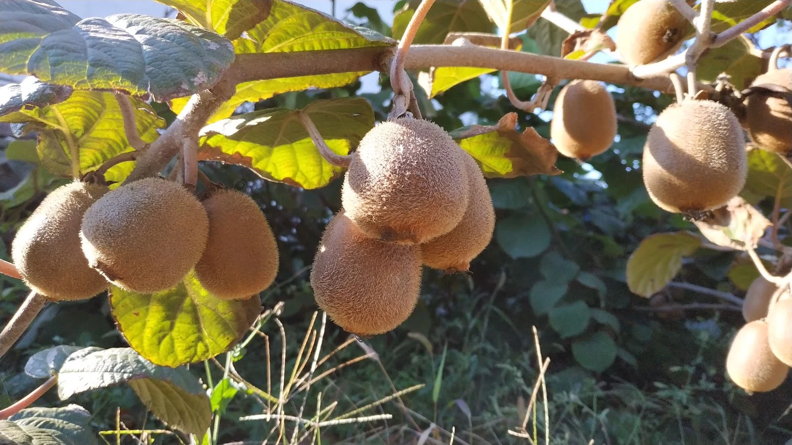 Plody kiwi (Aktinidie) na treláži
