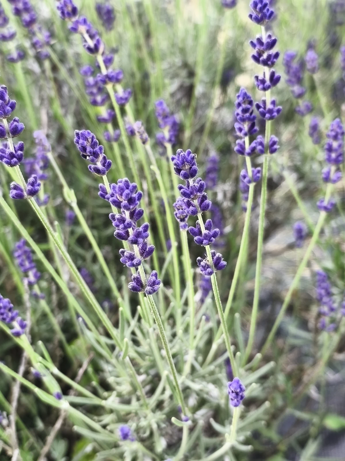Aromatická levandule lékařská v letním květu