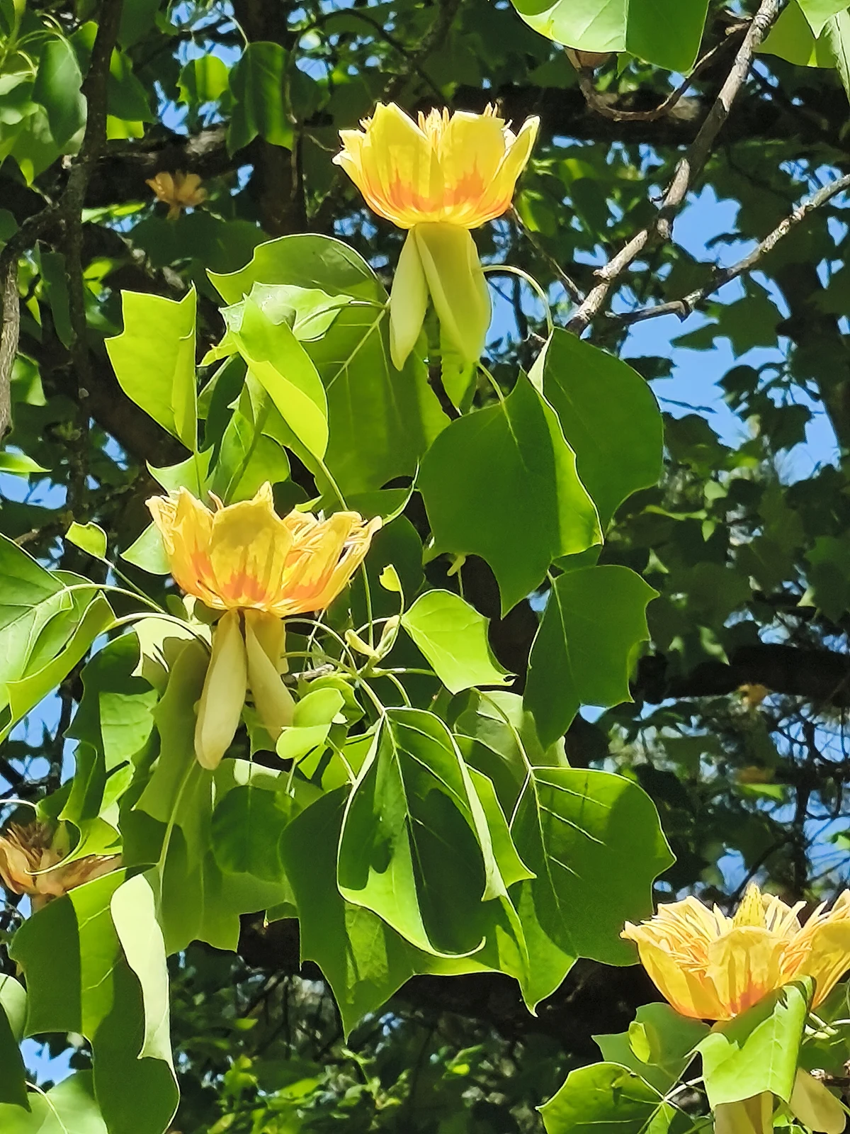 Liliovník tulipánokvětý (Liriodendron tulipifera)