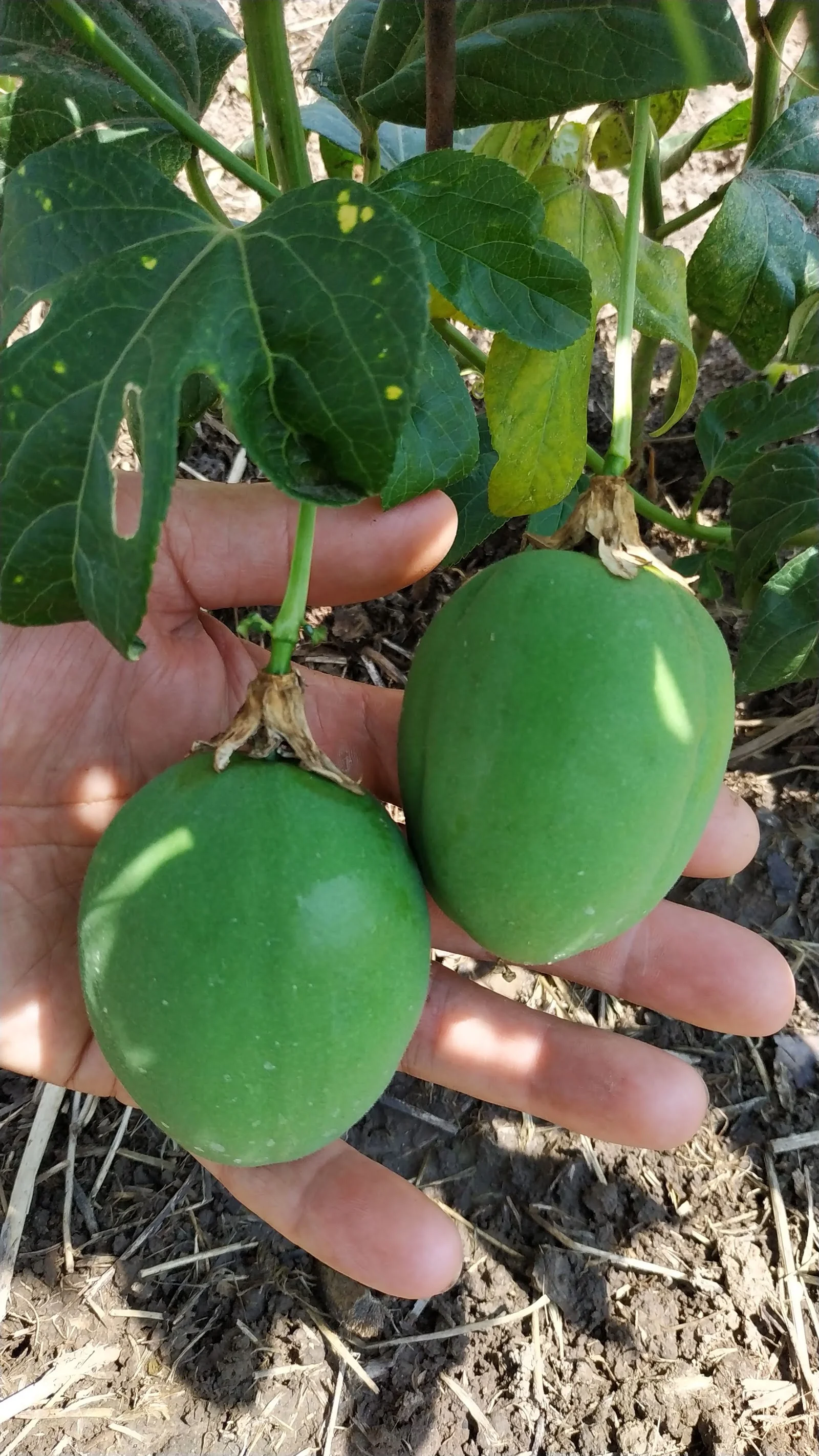 Plody mučenky (Passiflora / Maracuja)