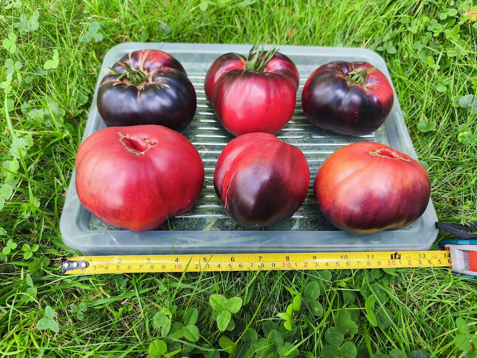 Sklizeň gigantických indigových rajčat (až 12 cm)