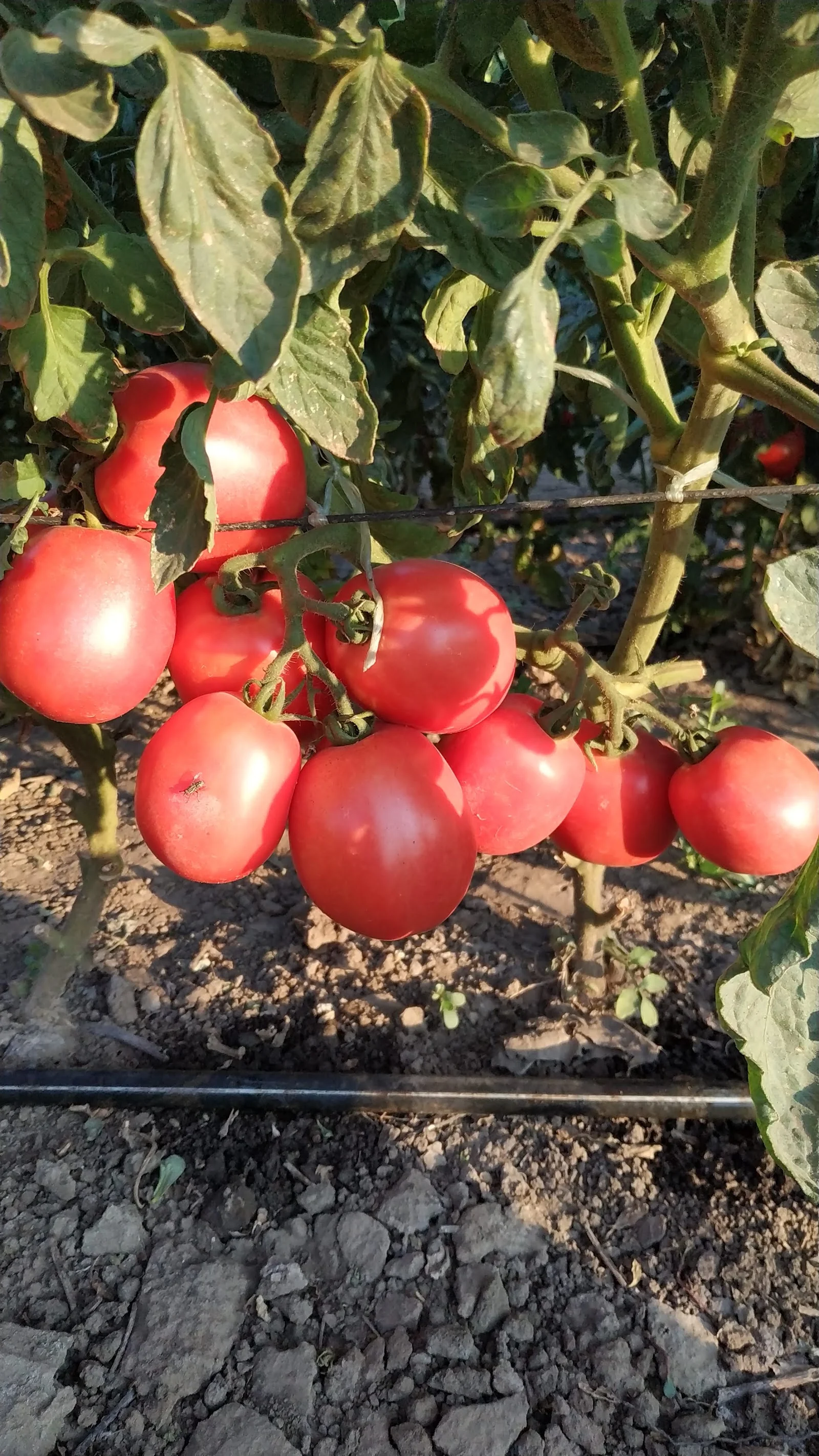 Tyčková rajčata s řízenou kapkovou závlahou