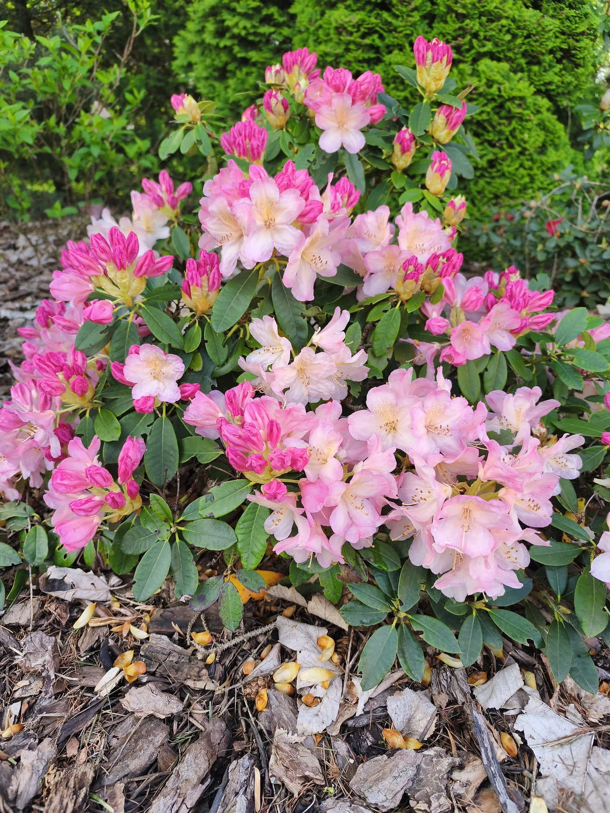 Kvetoucí pěnišník (Rhododendron) v mulčovaném lůžku