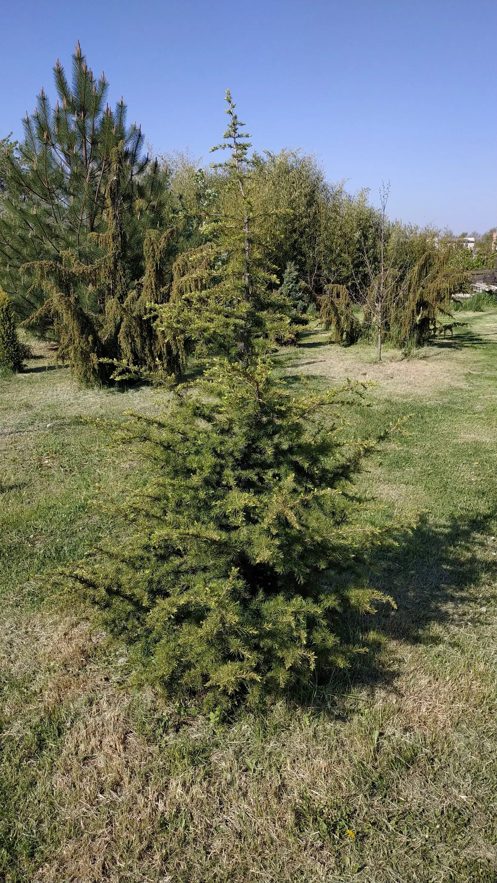 Solitérní jehličnan v okrasném trávníku