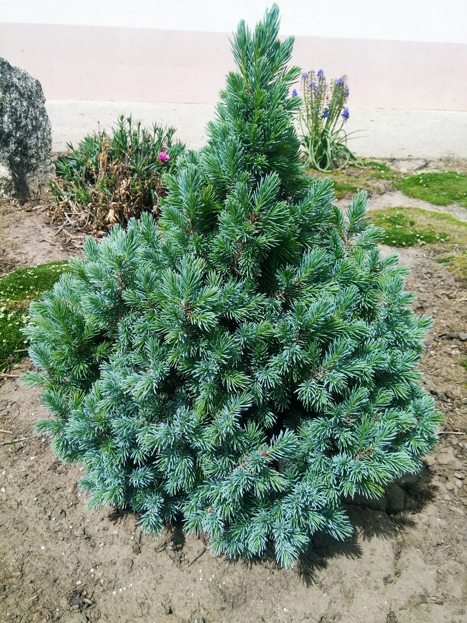 Kanadský kuželovitý smrk 'Blue Wonder'