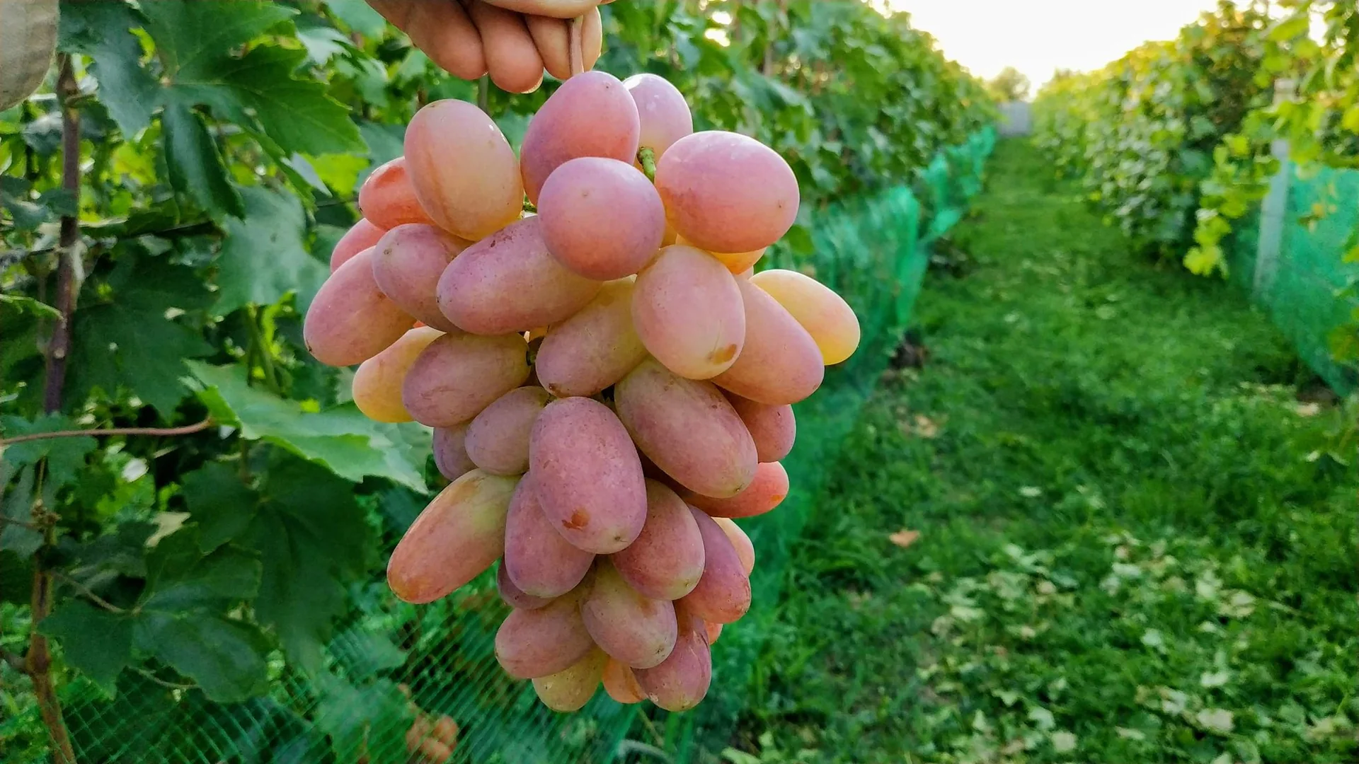 Hrozen vinné révy v udržované výsadbě